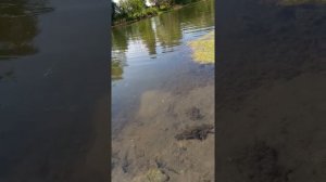 Рыбалка на Чапаевке