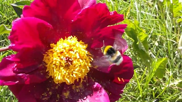 Как ест шмель смотреть онлайн