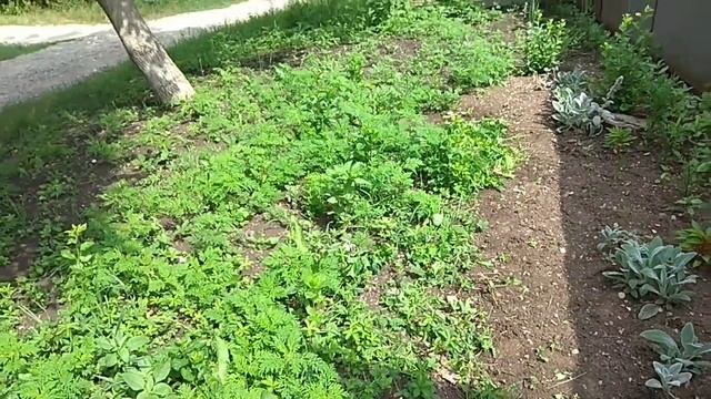 Утро с кофе.Емкоть для полива.Начали делать дорожку к туалету и душу ..mp4 смотреть онлайн