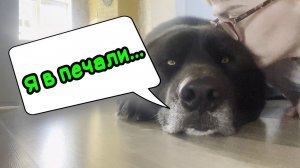 Волк плюс собака. Добрый и невозмутимый волкособ Гулдан.