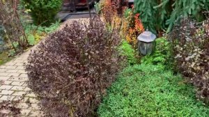 Регулярная  стрижка пузыреплодника