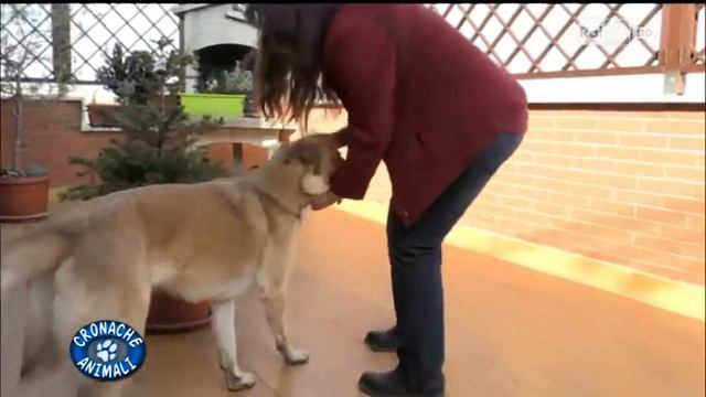 EDUK CronacheAnimali 08/03/2015 смотреть онлайн