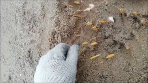 НАЧАЛО ВЫГОНКИ ТЮЛЬПАНОВ (ПОВЫШАЕМ ТЕМПЕРАТУРУ)