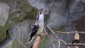 Kookaburra Laughing