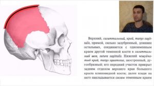 Теменная кость. Как понять за 5 минут?