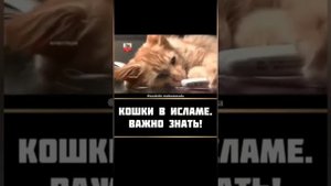 кошки в исламе