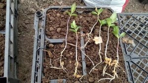 Выращиваю семенной подвой яблонь.