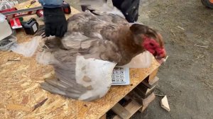 Взвешивание мускусных уток (индоуток). Какой окрас самый тяжелый?