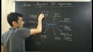 Физиология мозговой слой надпочечник. Адреналин. Феохромоцитома.