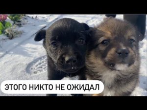 КАК РАСТУТ ЩЕНКИ / ПРИШЛИ В ГОСТИ