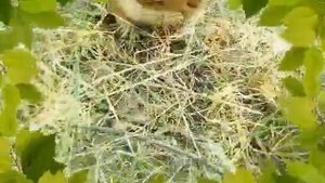 Морская свинка в дикой природе