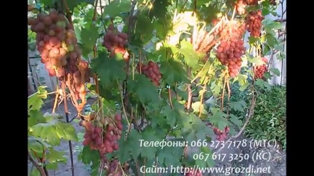 Анюта