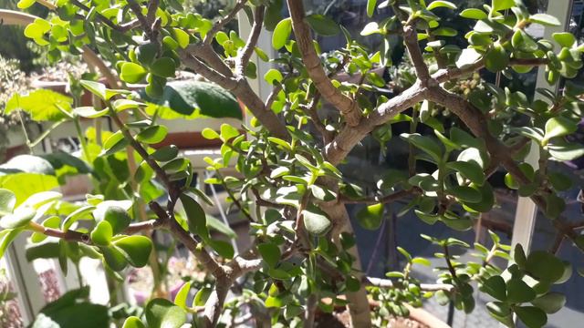 Yeşim çiçeği/ Portulacaria Afra /bakım budama . смотреть онлайн