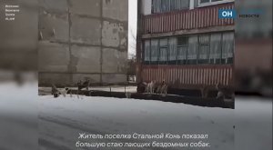 Житель Стального Коня показал огромную стаю собак