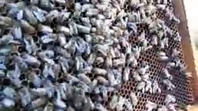 как отыскать пчелиную матку для начинающих смотреть онлайн