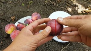 Супер ранний сорт алыча Десертная ранняя