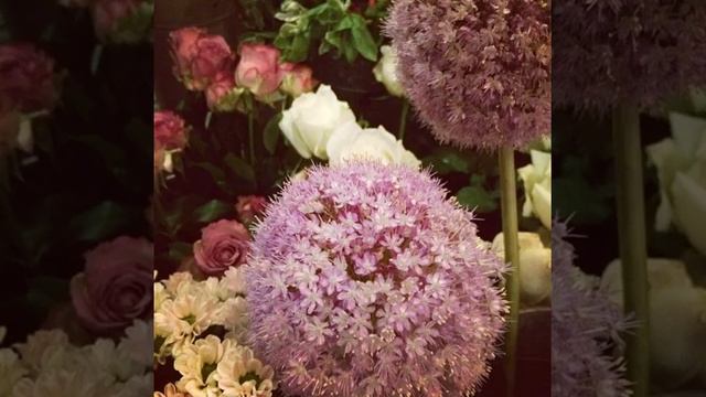 My garden #kniphofia northiae# смотреть онлайн