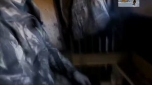 Охота на медведя на среднем Урале.