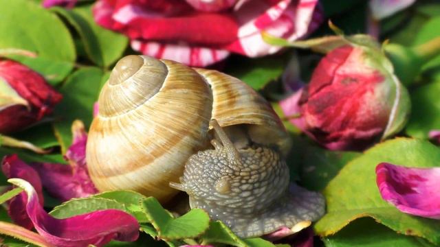 Cute pet / garden snails: striped rose 'Ferdinand Pichard' (Schnecke, escargot, カタツムリ, улитка)