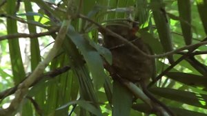 Филиппинский тарсиер или долгопят. Необычное животное. Очень большие глаза / Philippine tarsier