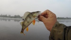 Рыбалка на окуня, ультралайт, отводной поводок, вертушки, НЕ БЕРЕТ