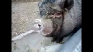 Свинья говорит "аллах"