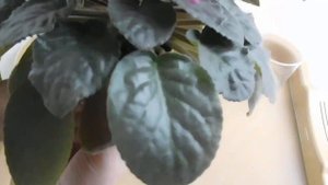 Что делать если у фиалки много рядов листьев, как это влияет на фиалку?