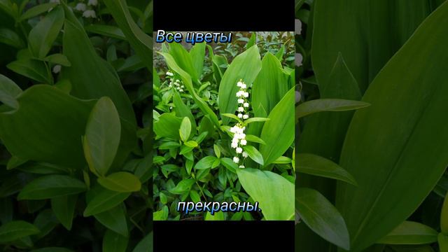 Весенние цветы. смотреть онлайн