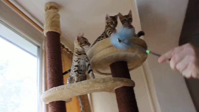 бенгальские котята - bengal kittens . Питомник. смотреть онлайн