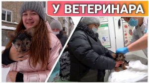 ВЛОГ! Первая прививка щенка Йоркширского терьера//Поехали к ветеринару//Когда ставить прививку щенку