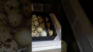 6й день инкубации в китайском инкубаторе HHD