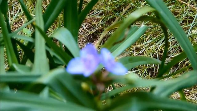 Panasonic DMC-FZ40 Video Quality Test смотреть онлайн