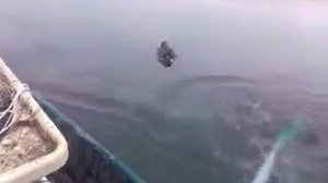 ловим диких гусей