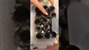Посев колеуса и пеларгоний в торфяные таблетки.