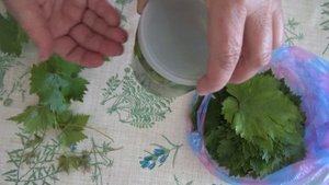 ПОЛЬЗА МОЛОДЫХ ВИНОГРАДНЫХ ЛИСТЬЕВ. Солим и сушим виноградные листья. Применение в народной медицин