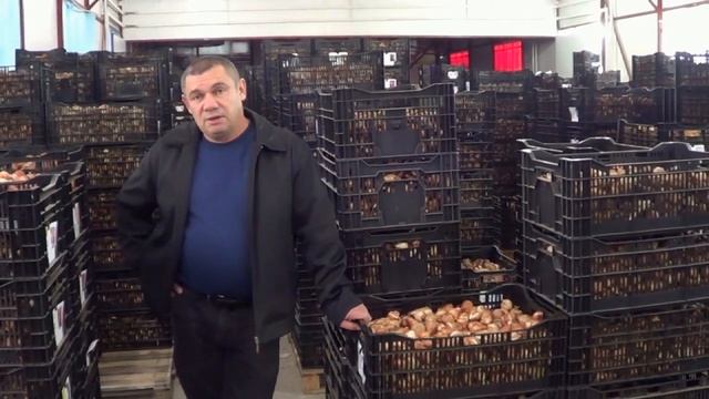Тюльпаны. Луковицы тюльпанов. Цены.