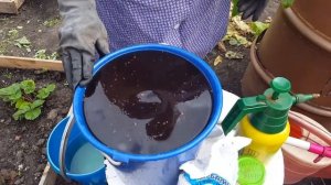 Как продлить плодоношение огурцов в открытом грунте! В августе!