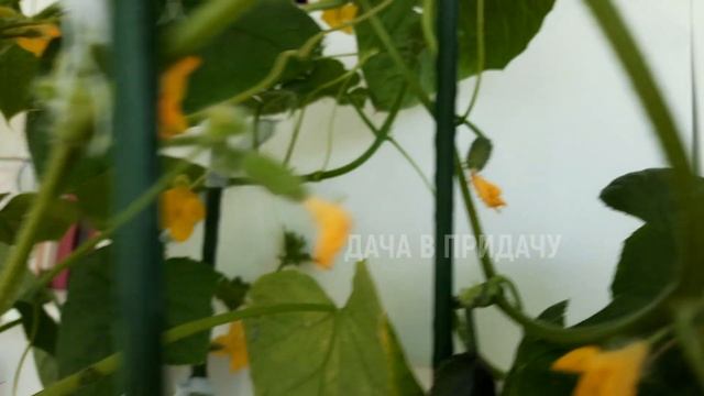 Помидоров всегда будет валом с такой натуральной подкормкой. Мой огород на балконе. смотреть онлайн