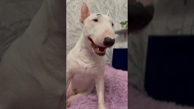 Чаще всего говорят,это бойцовская собака😅 #minibullterrier #minibull #минибуль #минибультерьер