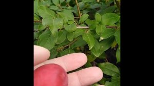 Алыча Кубанская комета