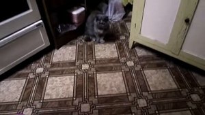 кошка баксор персидский экзот