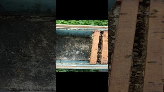 Пересадка пчёл в чистый ящик