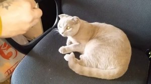 Кошка блюет от расчестки