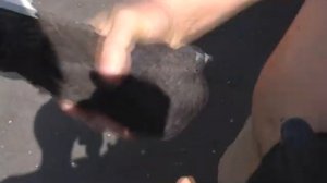 СВГ Вадик Голуби Макеевка