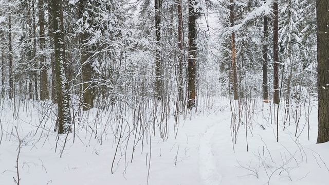 Заснеженный лес. ч.20. Декабрь 2023