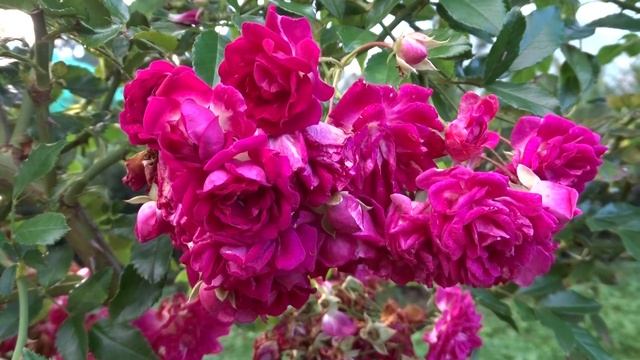 Rosa var. Super Excelsa