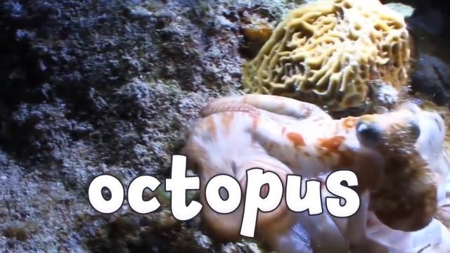 Ocean Animals for Kids смотреть онлайн