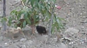 Петушиные бои Сколько стоит и как растить петушка бойцовой породы