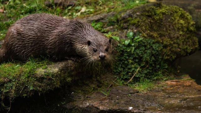 The sound of a lutra смотреть онлайн