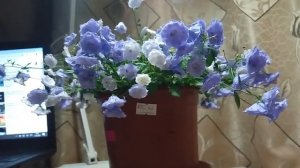 кампанула Blue Bali